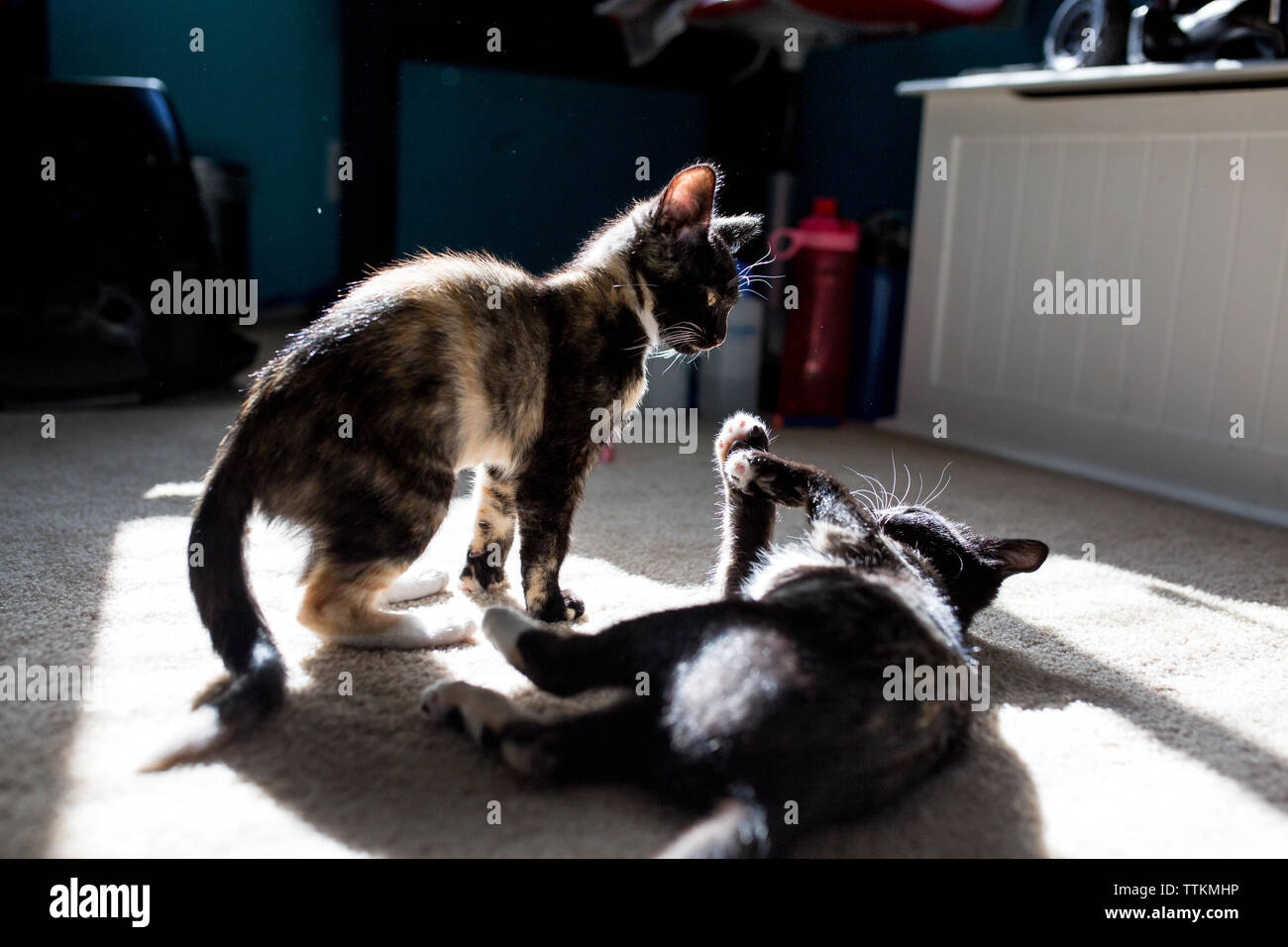 Deux chatons jouent dans une chambre à coucher dans la lumière du soleil Banque D'Images