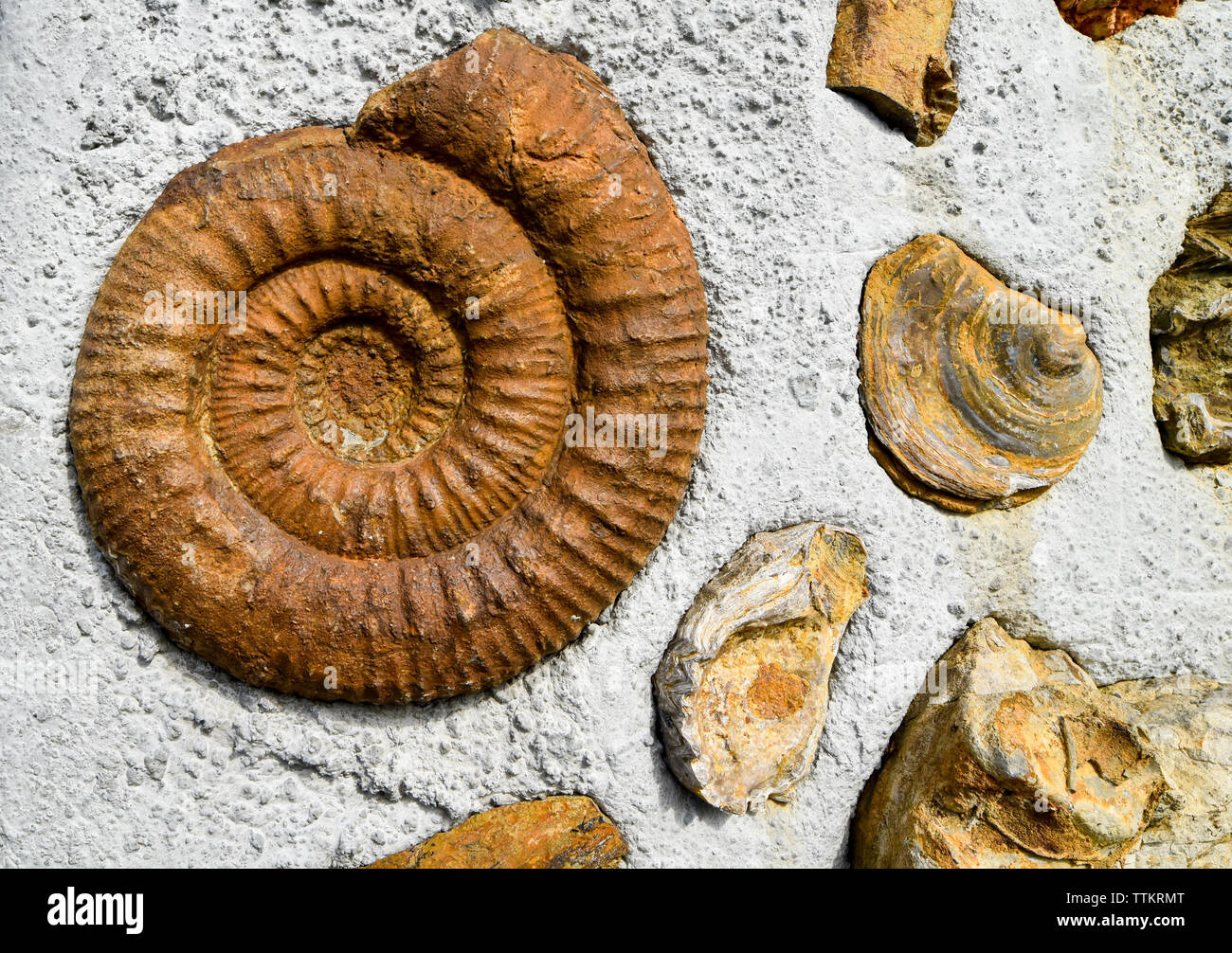 Ammonites fossilisées à partir de la période du crétacé. Banque D'Images
