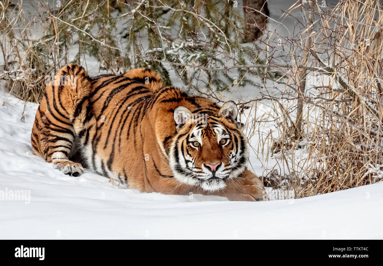 Le tigre est le plus grand des félins et peut être à 11 ft et jusqu'à 670 livres. Il s'agit d'un sibérien est la plus grande des félins. Banque D'Images