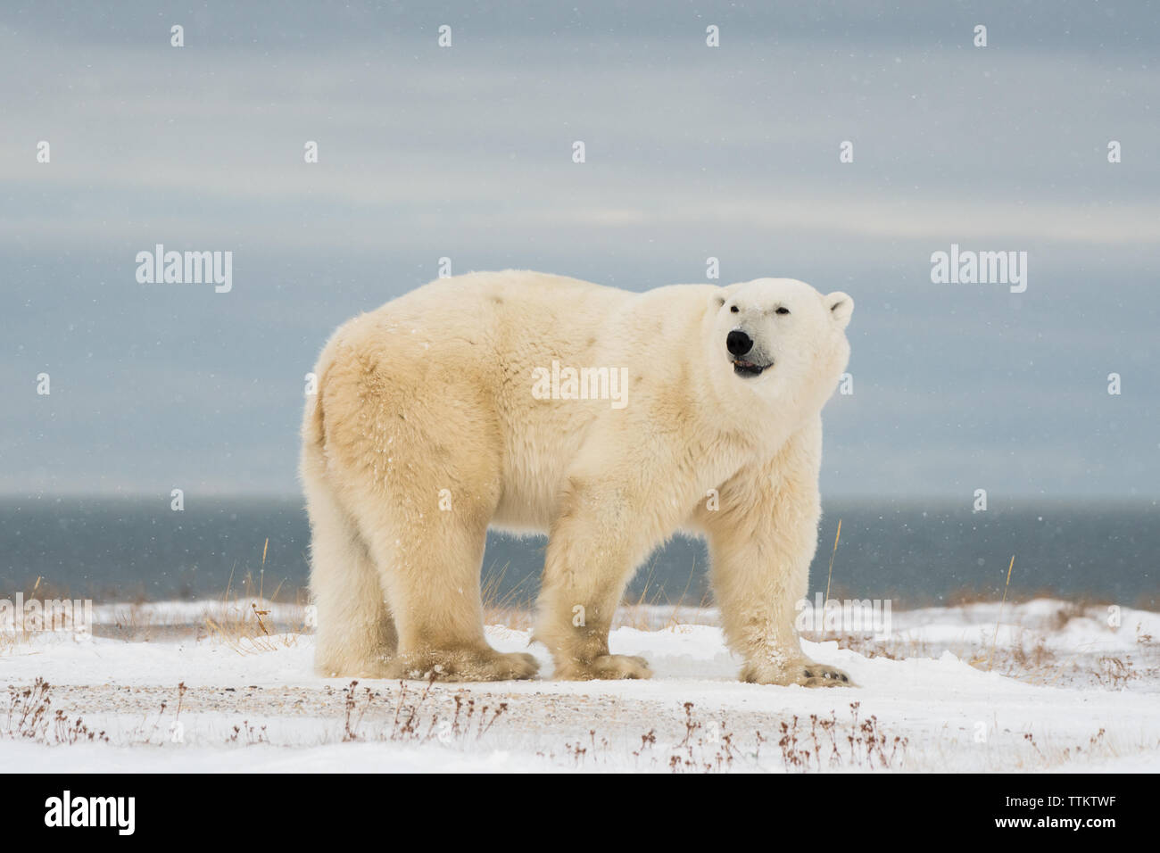 Un ours polaire grand mâle Sniffer et la baie d'Hudson est son arrière-plan Banque D'Images
