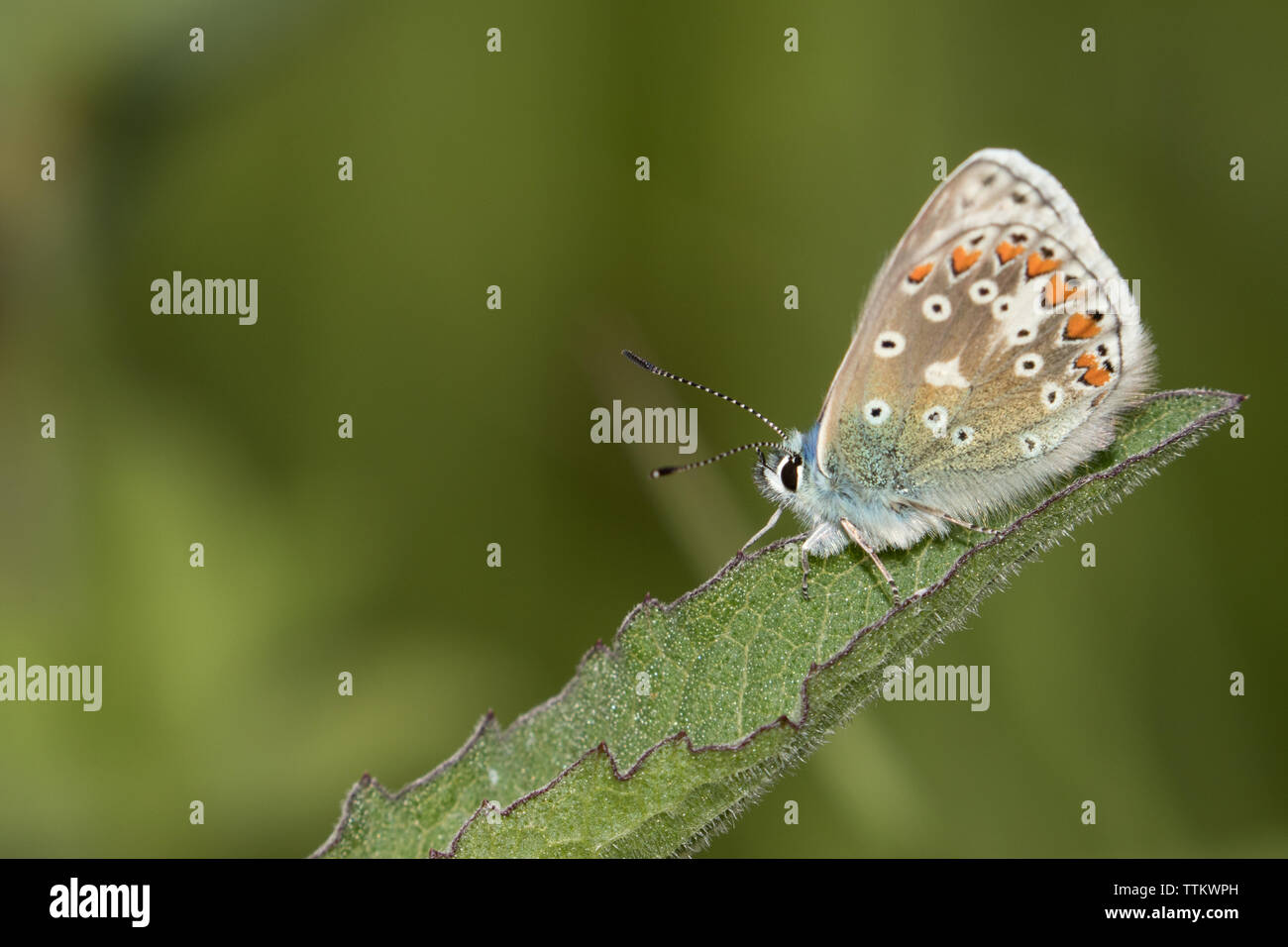 Papillon bleu commun (mâle) Banque D'Images