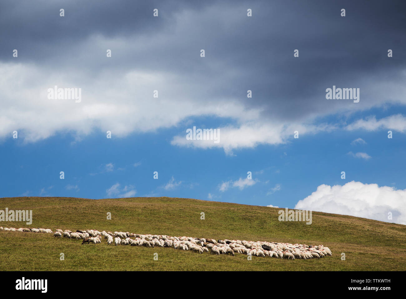 Troupeau de moutons sur field against cloudy sky Banque D'Images