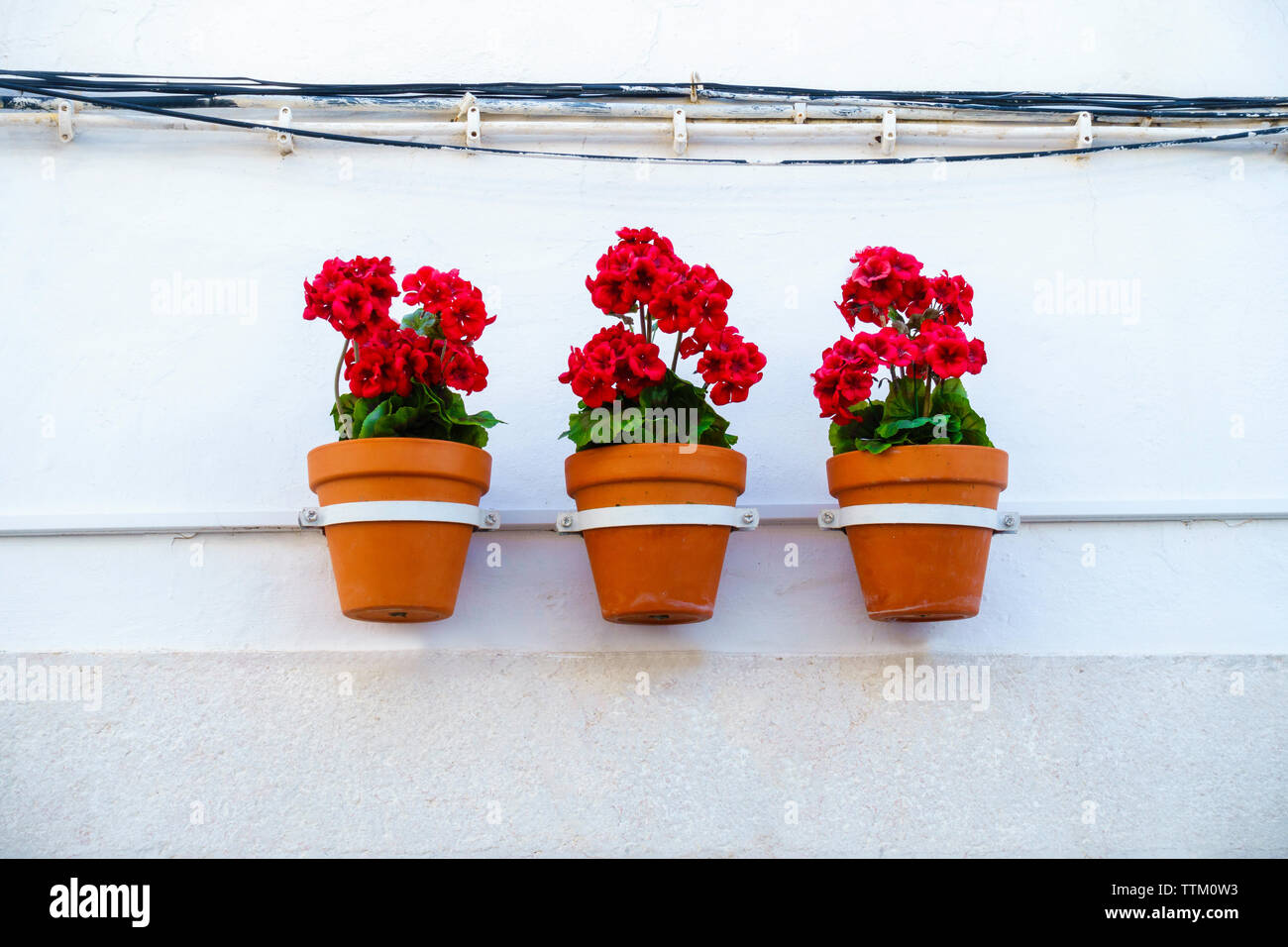 Trois fleurs rouge vif dans les pots de fleurs sont en ligne à partir d ...