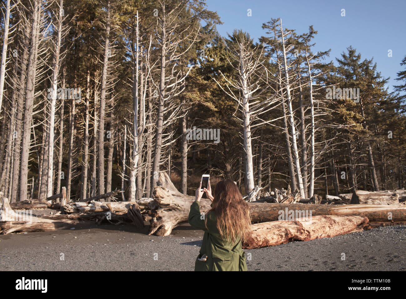 Rear view of woman photographing arbres sur la plage pendant l'hiver Banque D'Images