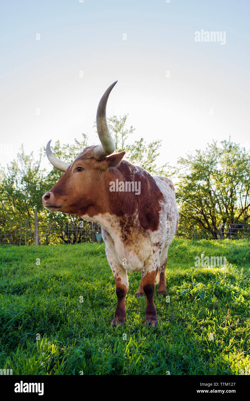 Vache sur les champs contre ciel clair Banque D'Images