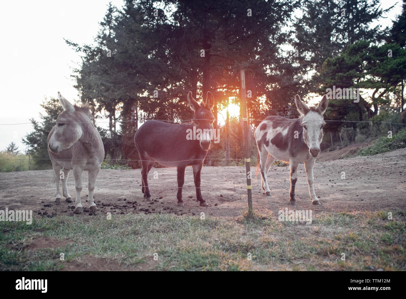 Les ânes dans ferme pendant le coucher du soleil Banque D'Images