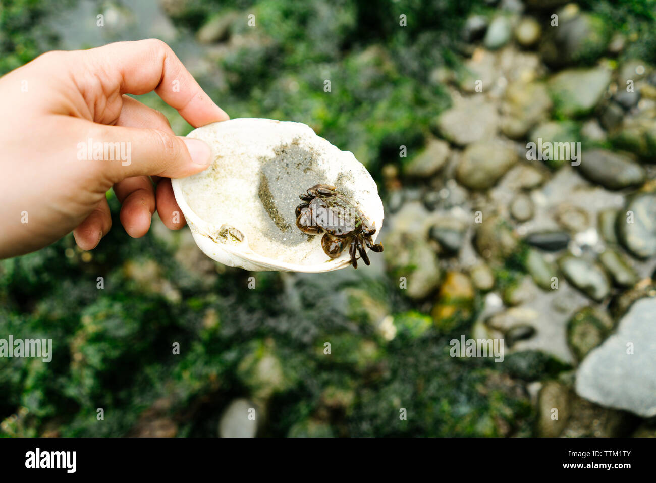 Cropped hand of man holding seashell avec crabe beach Banque D'Images