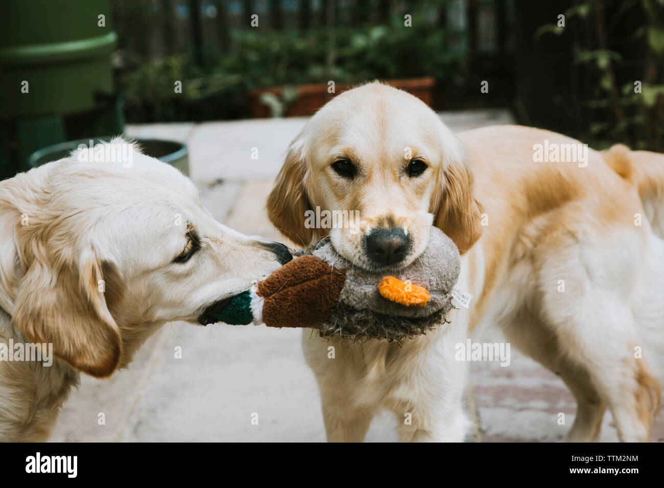 Jouet en jouant avec les chiens dans la cour permanente Banque D'Images