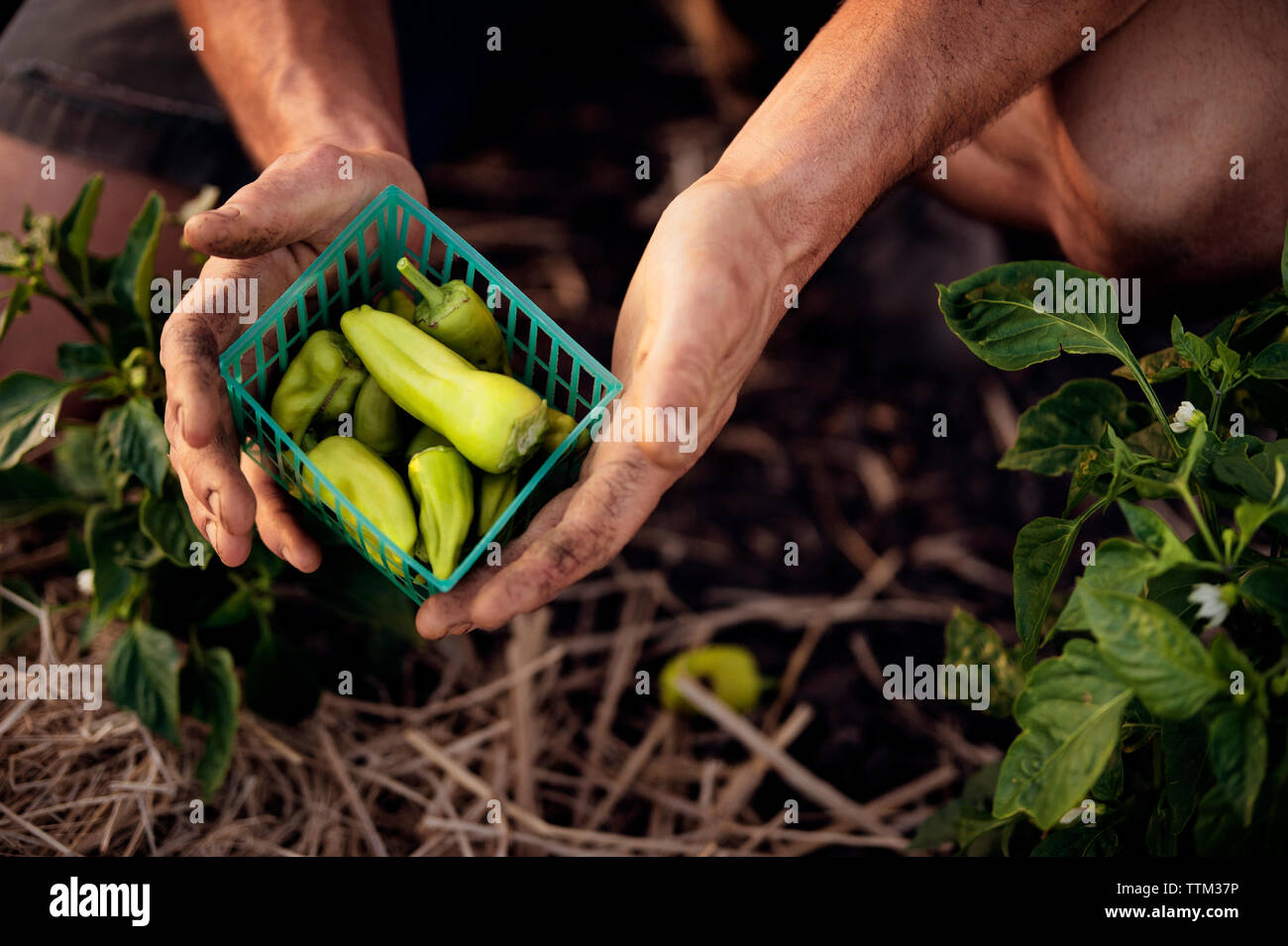 Vue supérieure de l'homme agriculteur détenant des piments verts fraîchement récolté dans un récipient à farm Banque D'Images