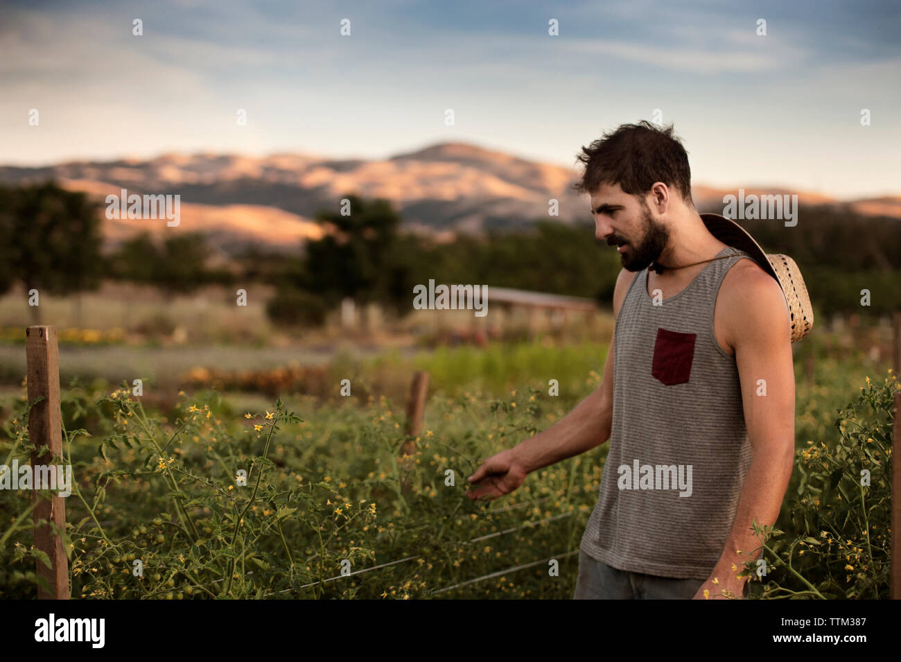 Agriculteur travaillant sur terrain Banque D'Images