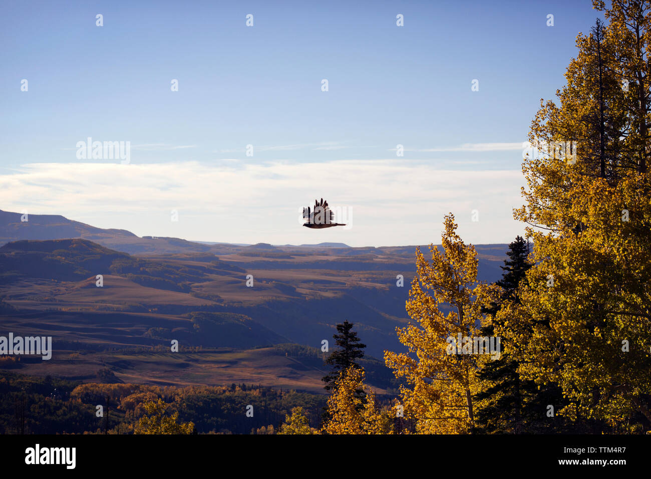 Vue d'oiseau en vol Banque D'Images