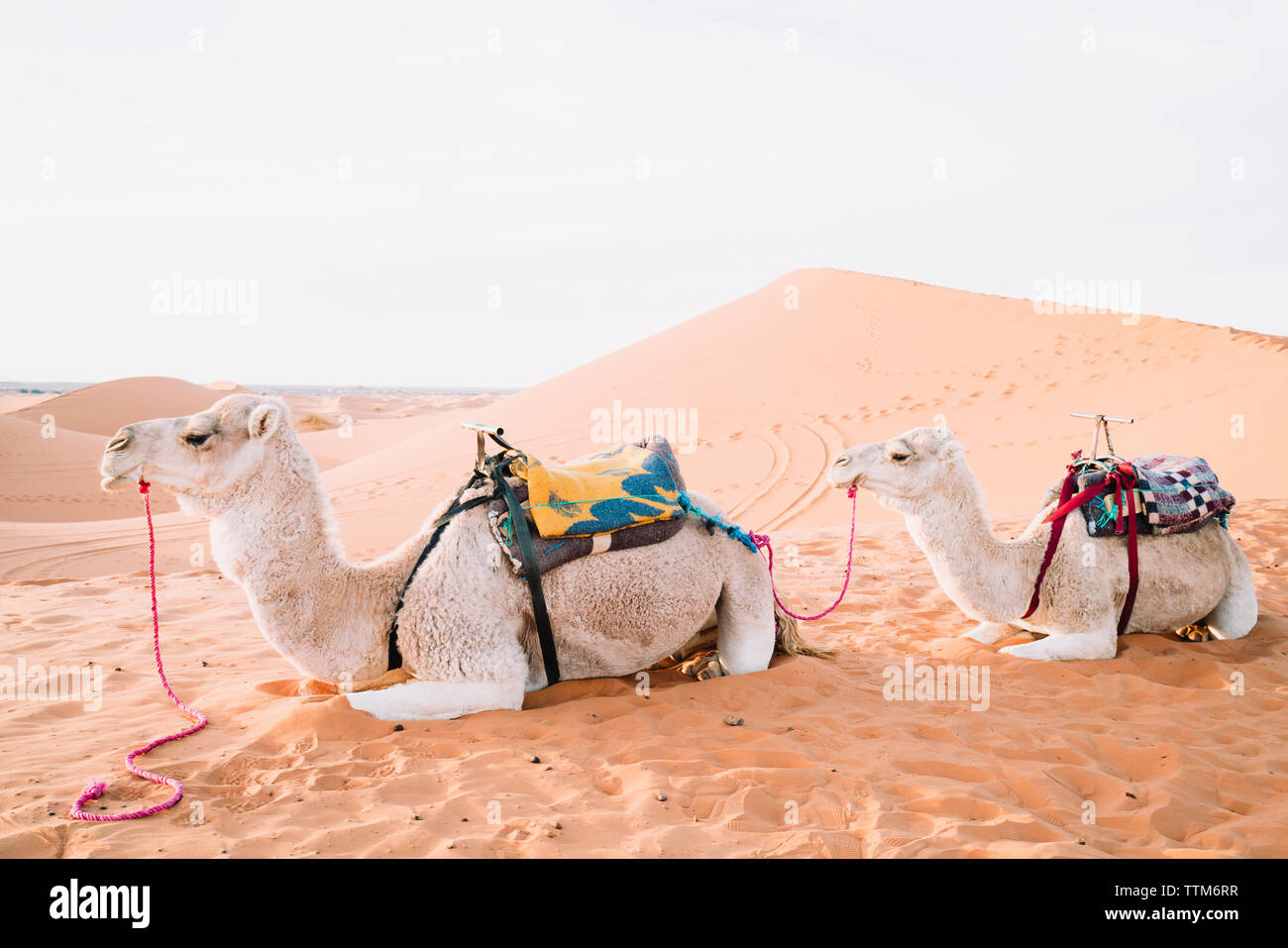 Vue latérale des chameaux de détente sur le sable à Merzouga desert against sky Banque D'Images