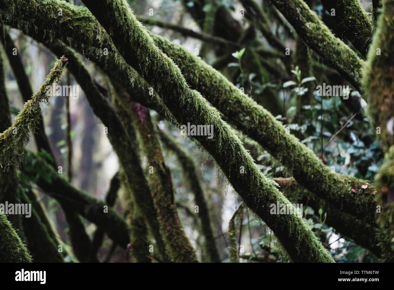 Close-up de branches moussues en forêt en Parc National de Garajonay Banque D'Images