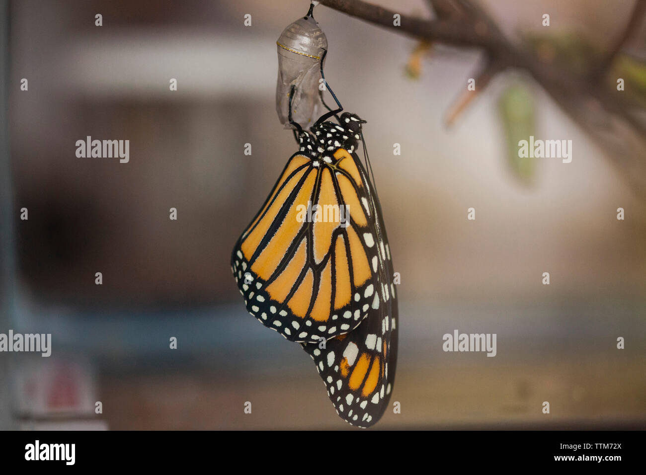 Close-up de papillon sur cocoon hanging on twig Banque D'Images