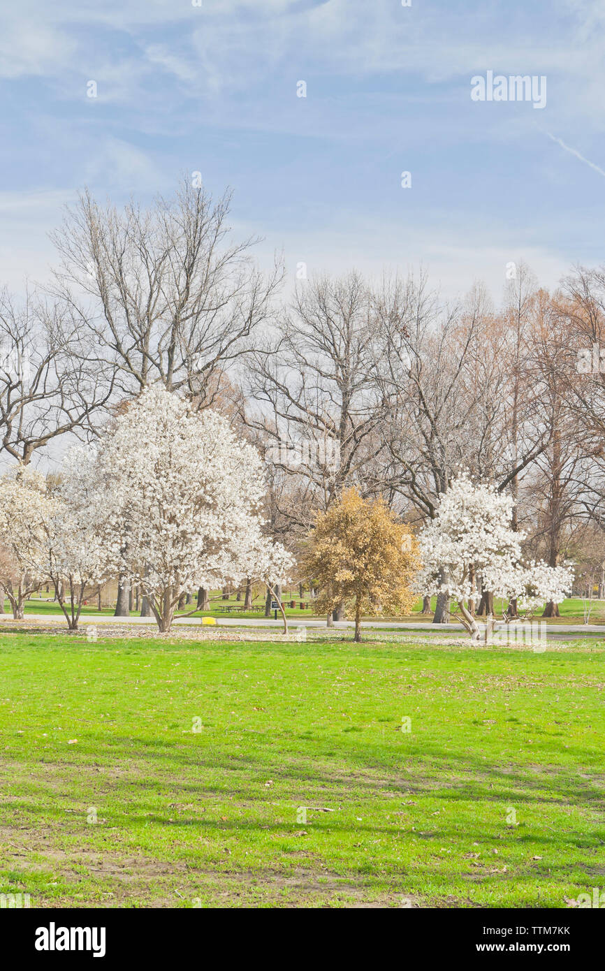Star Magnolia en fleurs à un parc de la ville de Saint-Louis au printemps. Banque D'Images