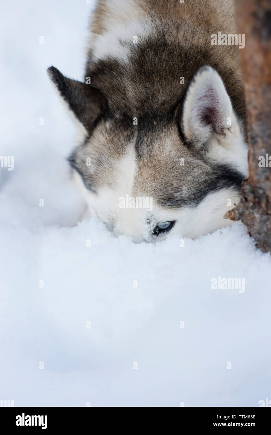 Close-up de tête avec husky dans la neige Banque D'Images