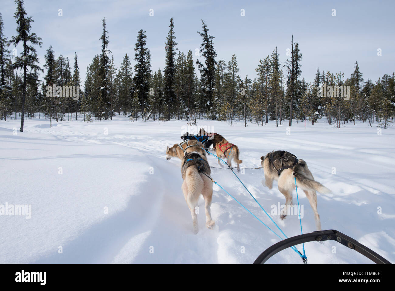 Vue arrière du traîneau huskies tirant à travers la neige Banque D'Images