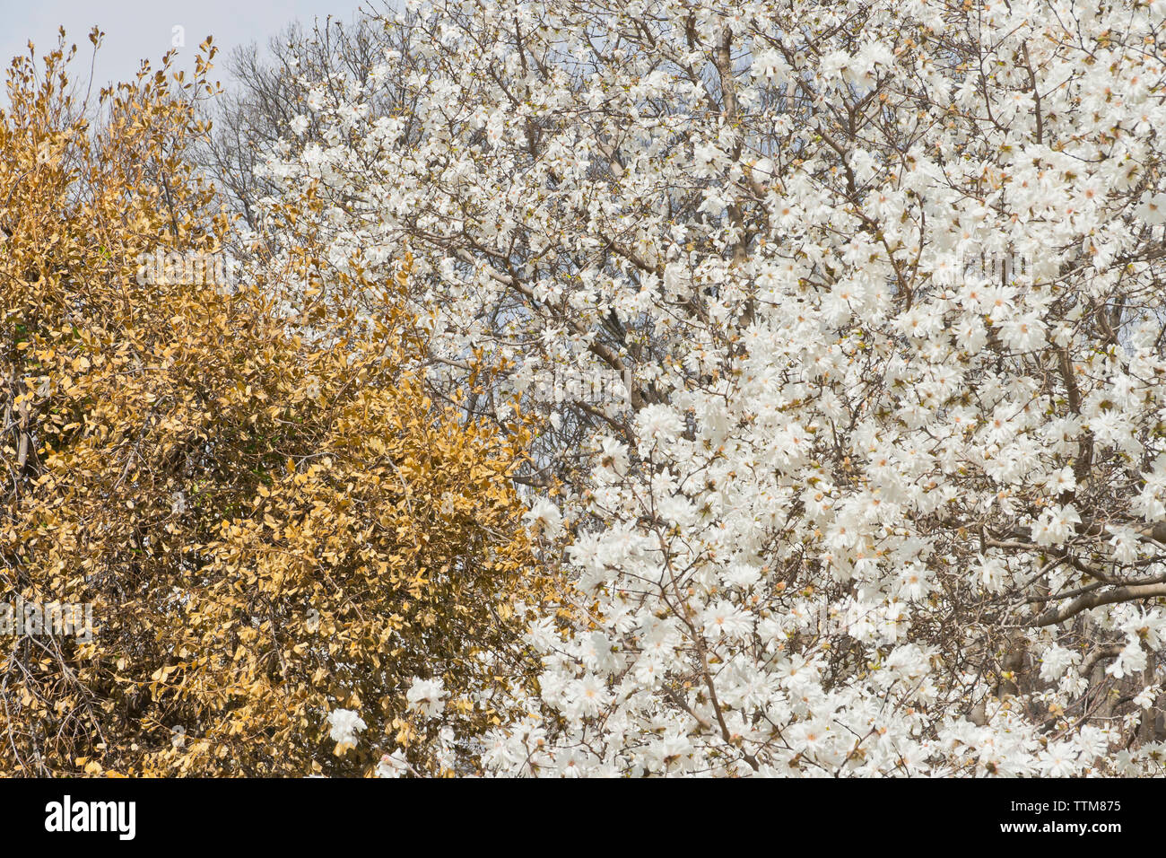 Star Magnolia en fleurs au printemps, le long avec des feuilles de houx dorées. Banque D'Images Star Magnolia en fleurs au printemps, le long avec des feuilles de houx dorées. Banque D'Images