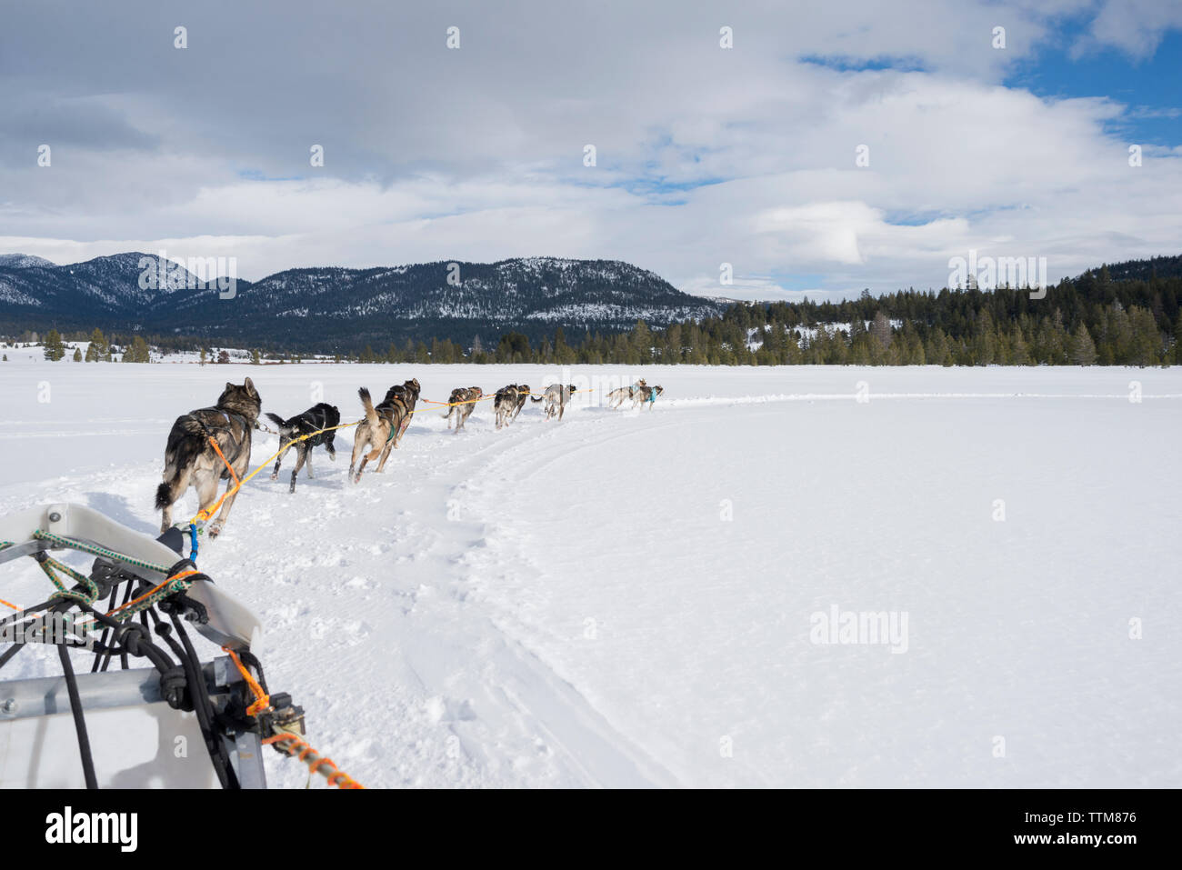 Vue arrière du traîneau huskies tirant à travers la neige contre ciel nuageux Banque D'Images