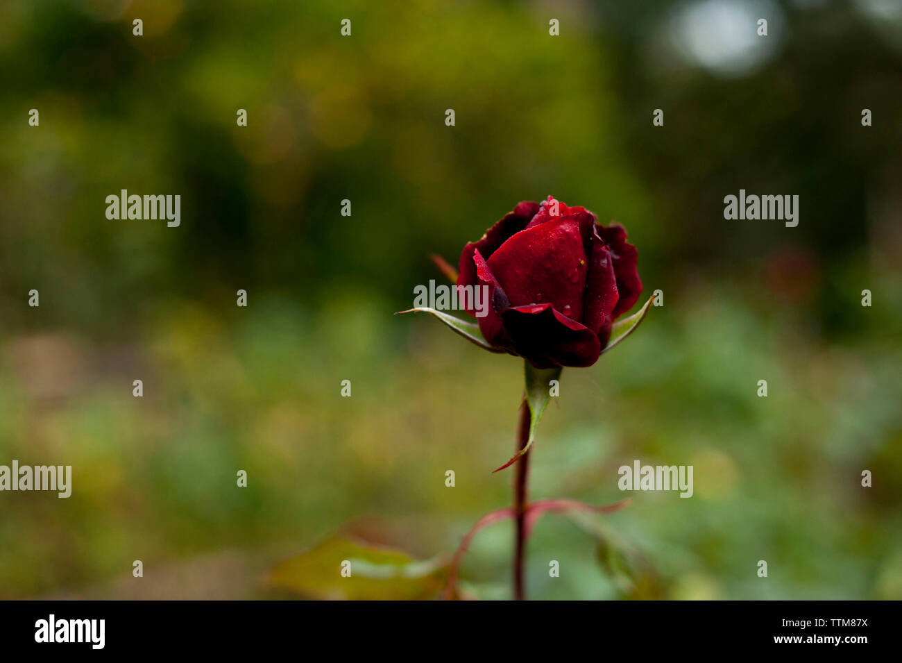 Close-up of red rose qui fleurit en plein air Banque D'Images