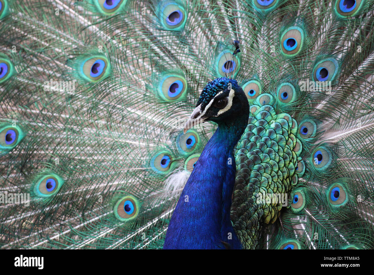 Portrait of peacock avec plumes en éventail Banque D'Images