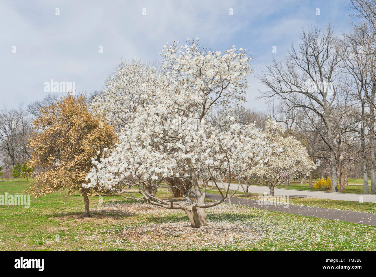 Star Magnolia en fleurs à un parc de la ville de Saint-Louis au printemps. Banque D'Images