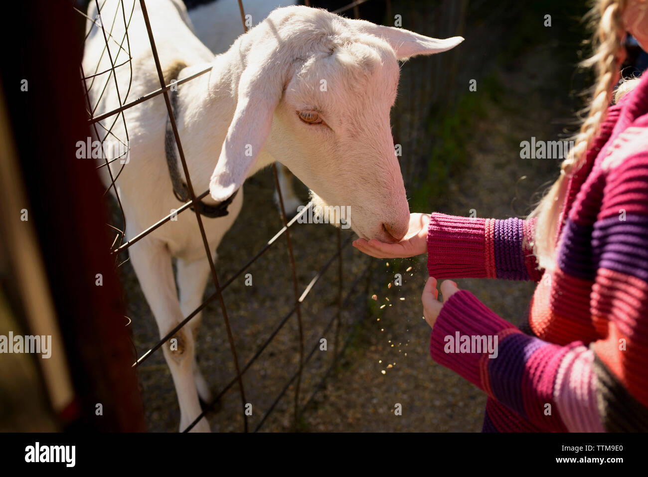 Portrait of Girl feeding goat Banque D'Images
