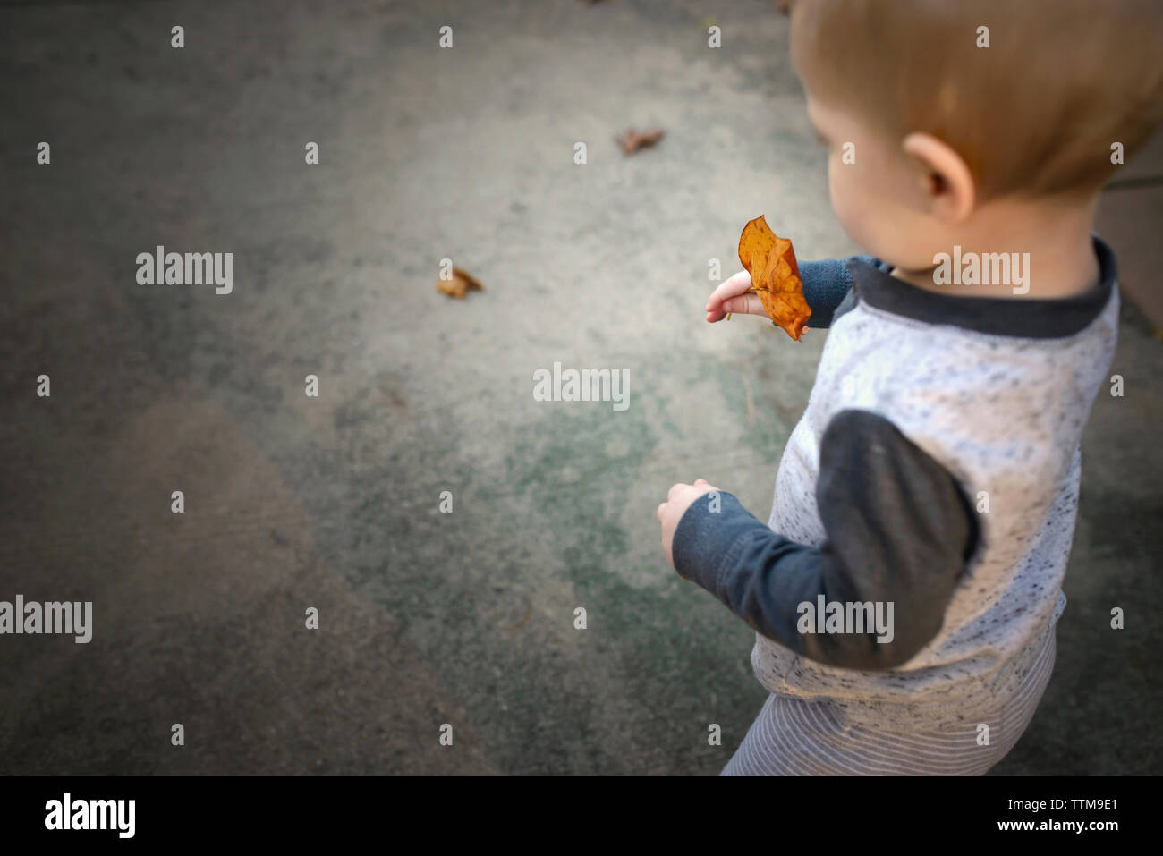 High angle view of baby boy holding feuille d'érable lors de la marche sur sentier Banque D'Images