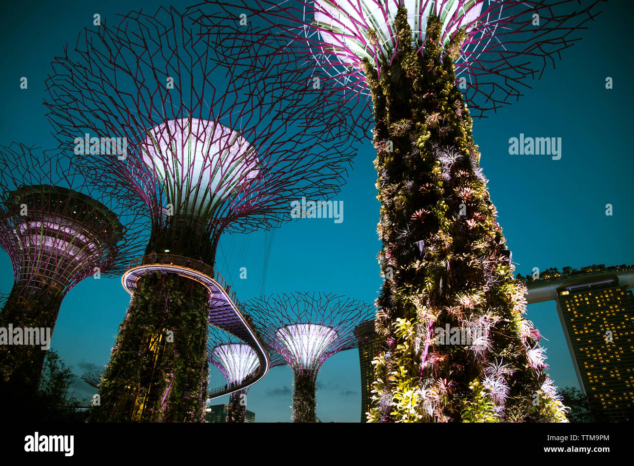 Singapour, les jardins de la baie, la Marina Bay Sands. Park illuminé de nuit super light show performance arbres courant pulsé Banque D'Images