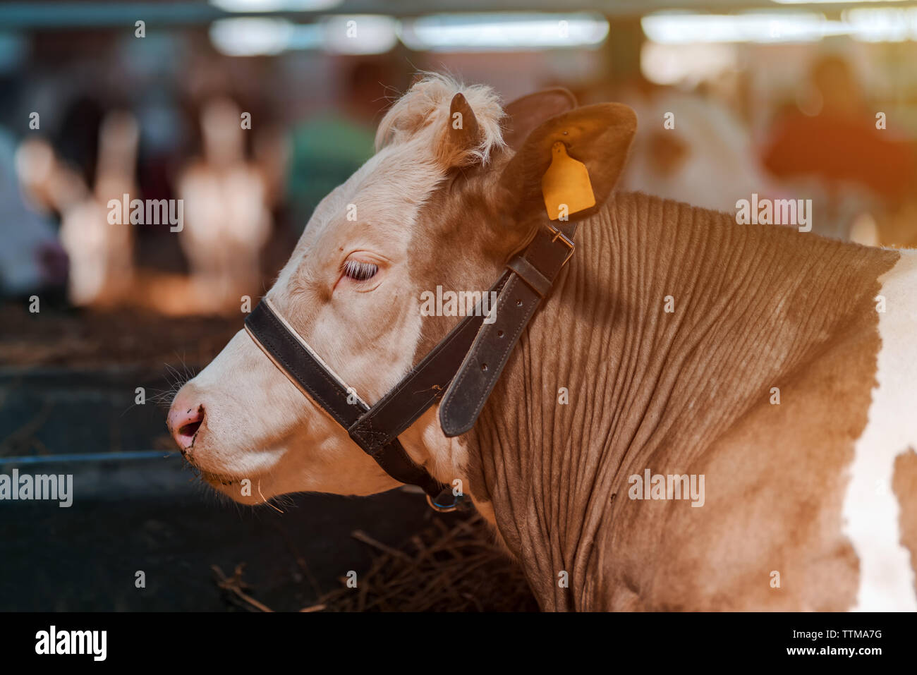 Les bovins Holstein rouge et blanc sur la ferme laitière, Close up portrait vache dans mas shed Banque D'Images