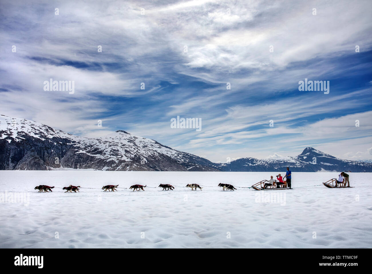 USA, Alaska, Juneau, le traîneau est tiré par plusieurs chiens de traîneau sur le champ de glace, Juneau en traîneaux à chiens en hélicoptère Tour vous vole sur le glacier à Taku Banque D'Images