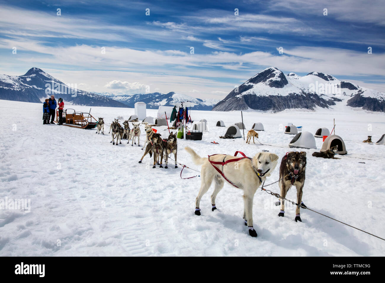 USA, Alaska, Juneau, les chiens se préparent à leur tour, tour en traîneau à chiens d'Hélicoptère vous vole sur le glacier à l'HeliMush Taku camp chien à Guardian Pe Banque D'Images