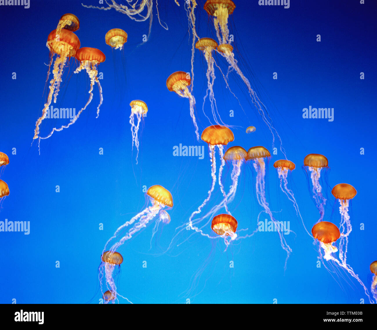 États-unis, Californie, Monterey Bay, Black Sea Nettle Jellyfish, Monterey Bay Aquarium Banque D'Images
