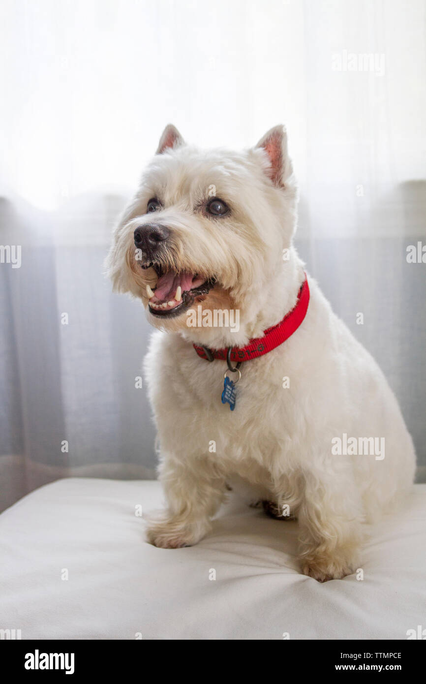 Mâle adulte West Highland White Terrier (Westie) chien assis sur un tabouret rembourré en face d'une fenêtre en contre-jour avec un linge blanc Banque D'Images