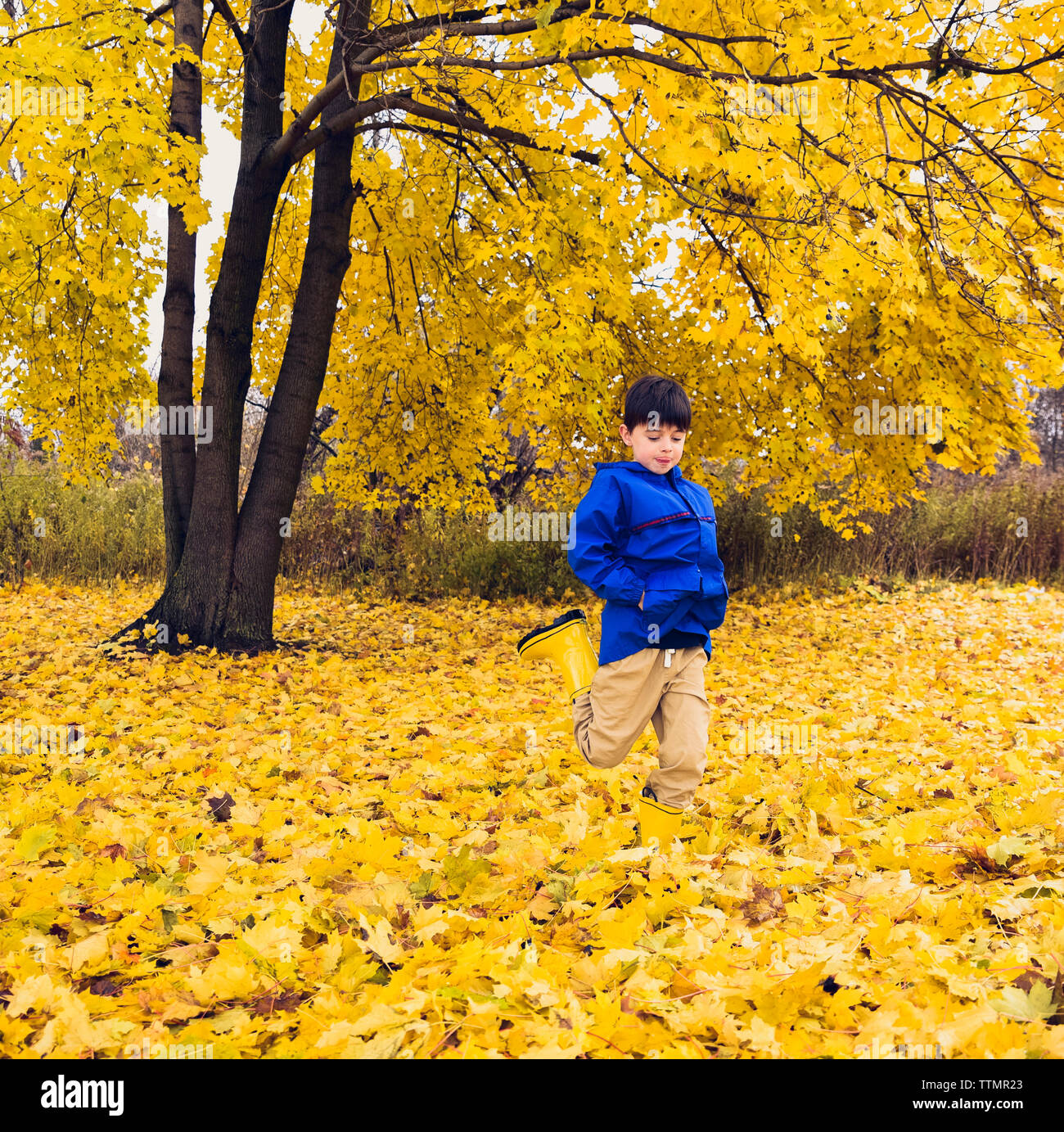 Jeune garçon à coups de pluie les feuilles d'automne sous un arbre d'or Banque D'Images