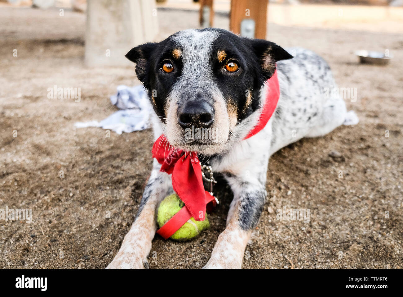 Portrait de chien assis avec balle sur terrain Banque D'Images