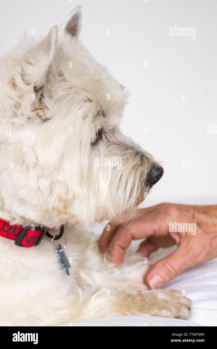 Libre head shot profile des mâles adultes de West Highland White Terrier (Westie) chien couché sur un divan blanc, regardant son propriétaire Banque D'Images Libre head shot profile des mâles adultes de West Highland White Terrier (Westie) chien couché sur un divan blanc, regardant son propriétaire Banque D'Images
