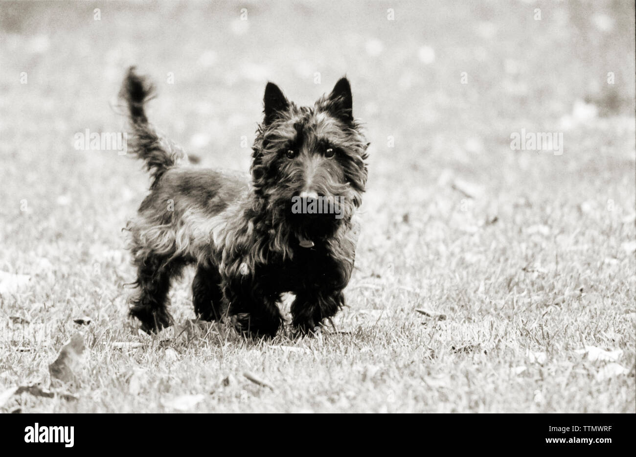 Un terrier écossais noir adulte se tenant dans l'herbe entre les feuilles d'automne dans un parc et regardant la caméra. Image en noir et blanc. Banque D'Images Un terrier écossais noir adulte se tenant dans l'herbe entre les feuilles d'automne dans un parc et regardant la caméra. Image en noir et blanc. Banque D'Images