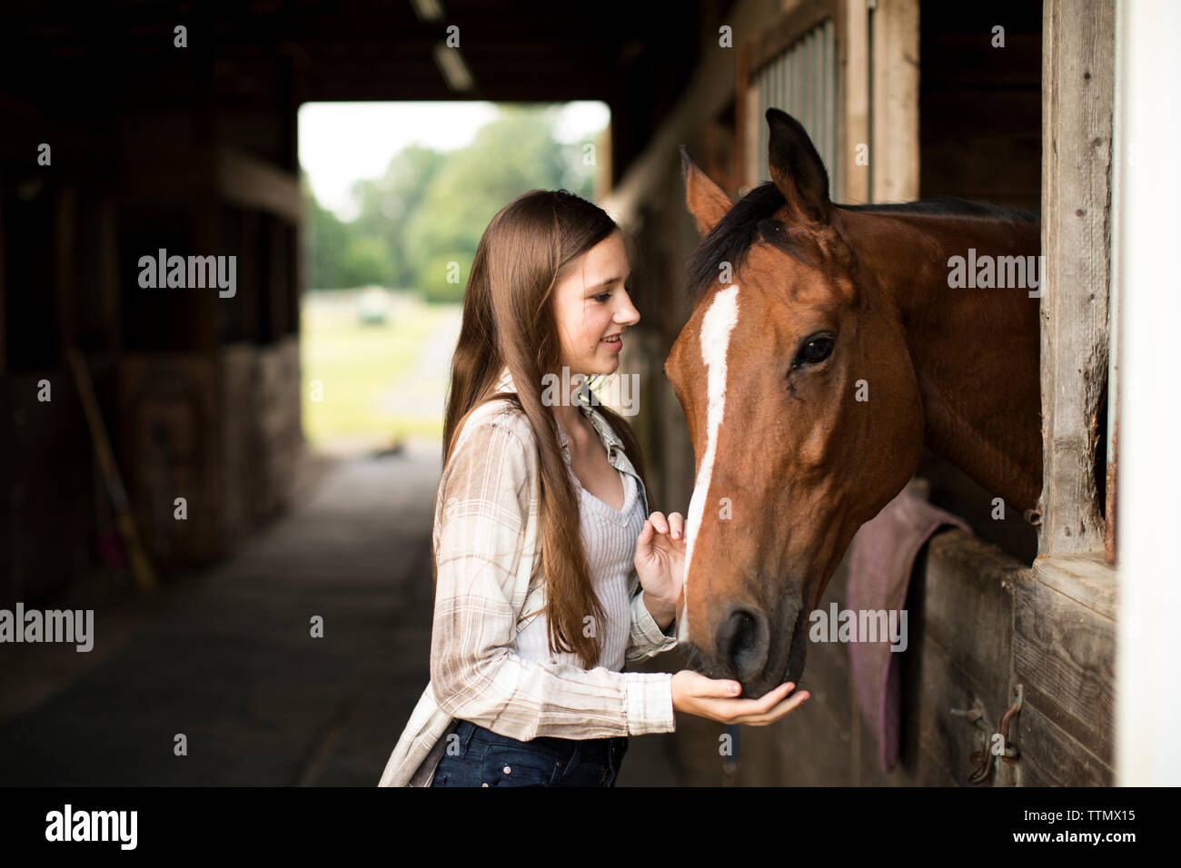 Adolescente sourit tout en alimentant Brown Horse in Stall in Barn Banque D'Images