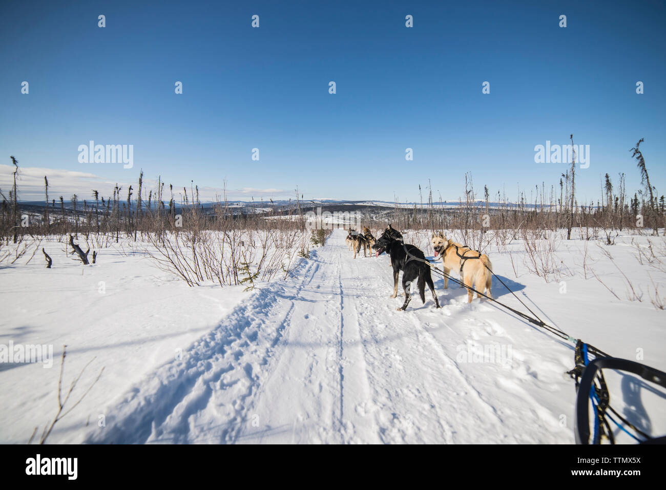 Chiens de traîneau sur la neige couverts field Banque D'Images