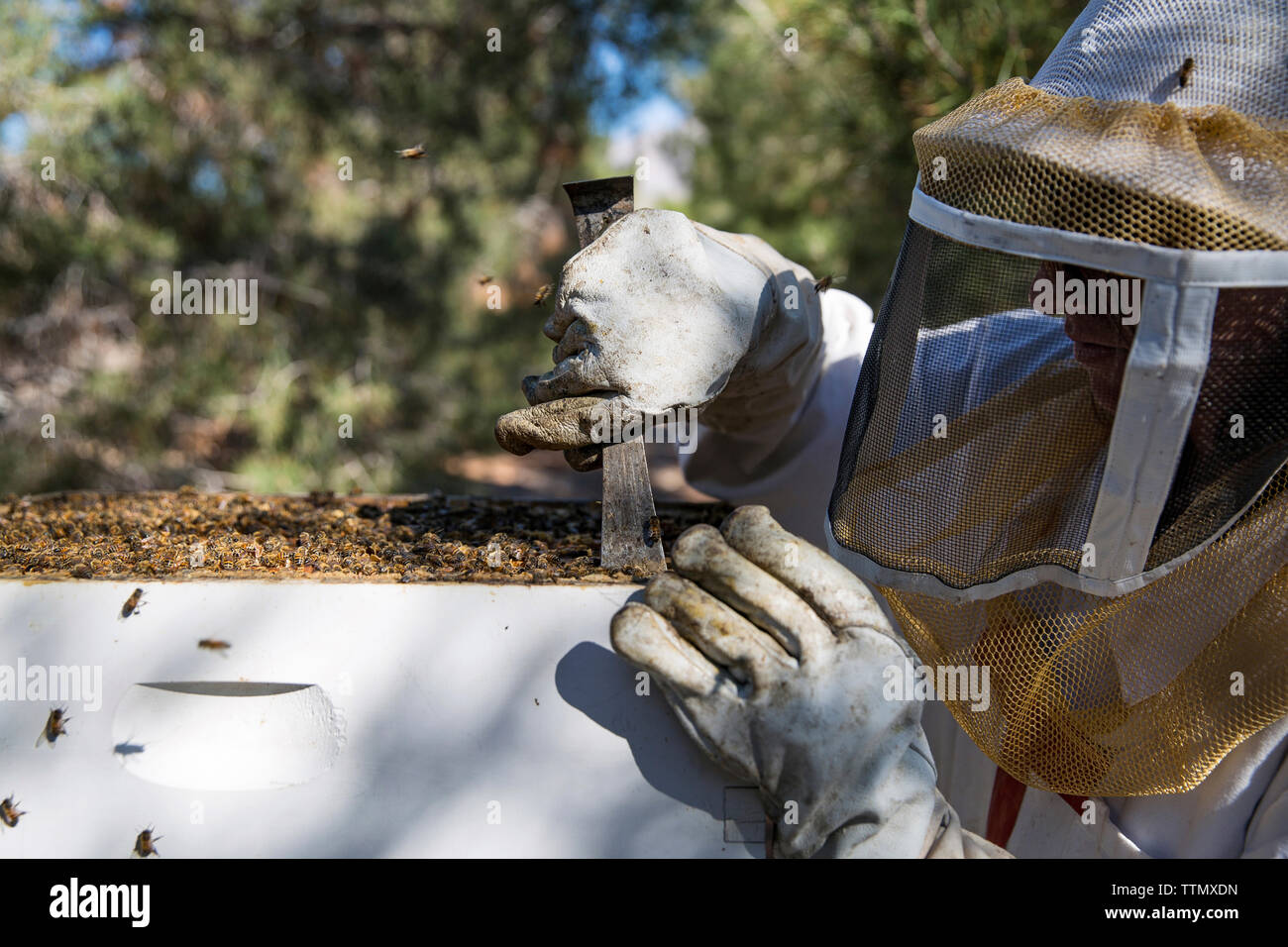 Close-up de femmes travaillant sur l'apiculteur ruche Banque D'Images