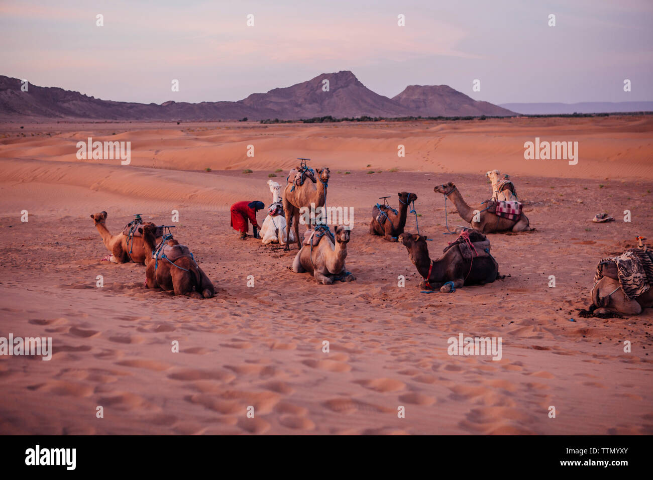 Les chameaux se détendre sur le sable dans le desert against sky pendant le coucher du soleil Banque D'Images