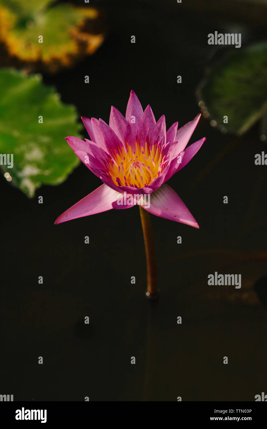 High angle view of lotus nénuphar poussant dans lake Banque D'Images