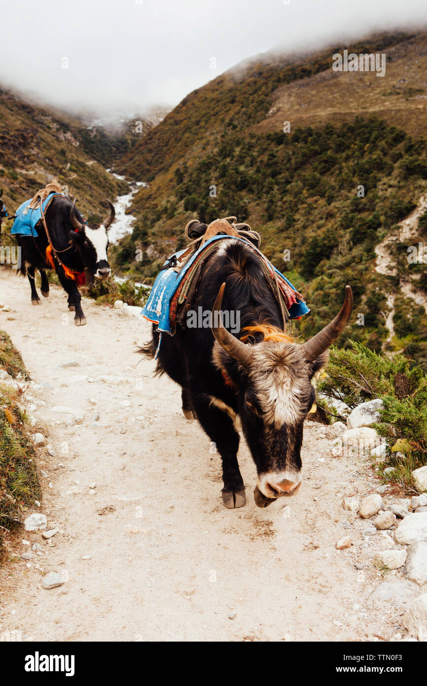 Les yacks marche sur mountain contre ciel nuageux au parc national de Sagarmatha Banque D'Images