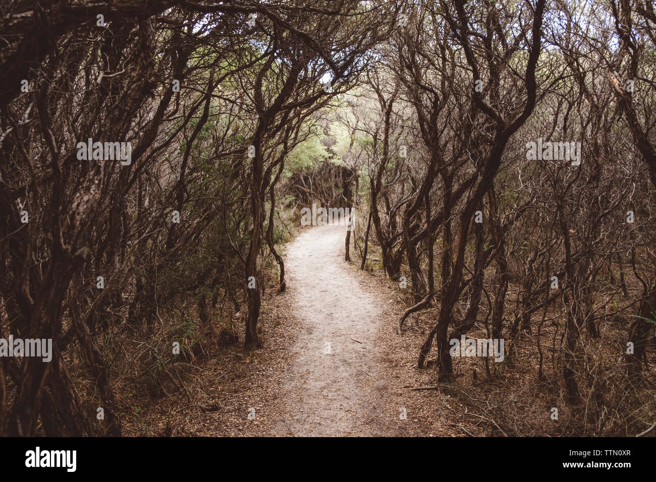 Sentier au milieu d'arbres en forêt à Wilsons Promontory National Park Banque D'Images
