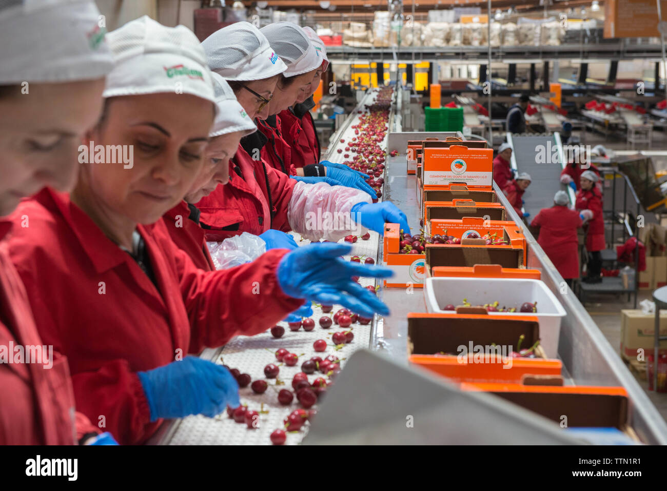 Turi, Bari 11/05/2019 : Sede operativa della Organizzazione Produttori 'Giuliano Pugliafruit'. Visita en occasione della campagna 'COOP Ciliegie Pas de PSE Banque D'Images