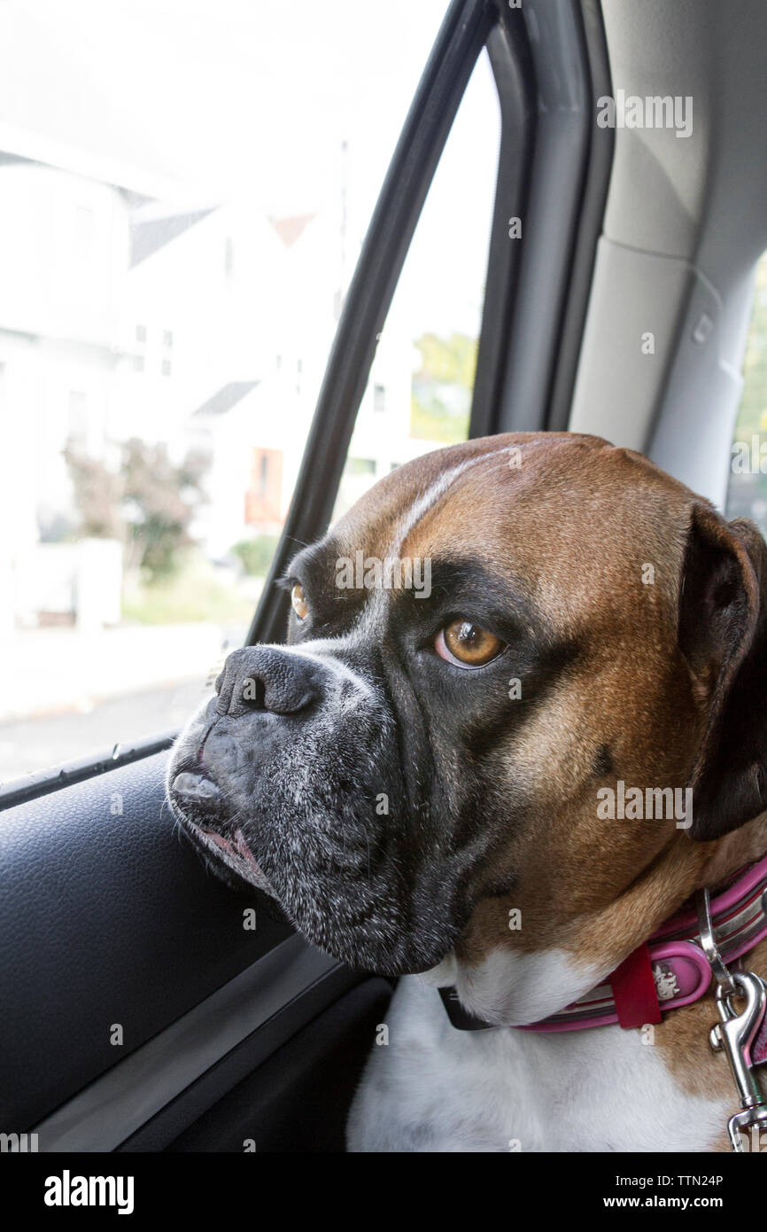 Femelle adulte brun (fauve) chien Boxer équitation dans la banquette arrière d'une voiture, à la recherche dans le cadre d'une fenêtre fermée Banque D'Images Femelle adulte brun (fauve) chien Boxer équitation dans la banquette arrière d'une voiture, à la recherche dans le cadre d'une fenêtre fermée Banque D'Images