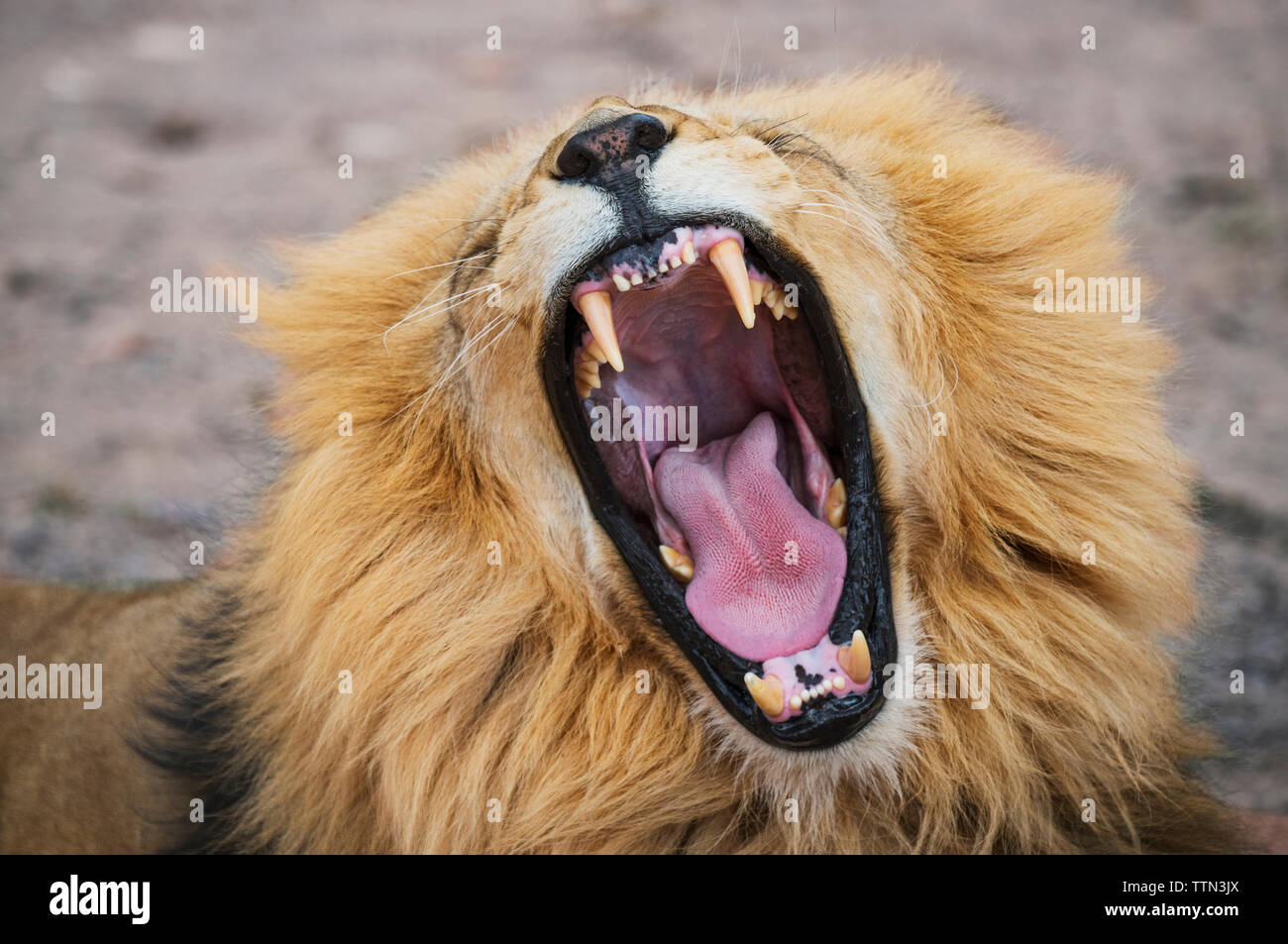 Close-up of roaring lion à national park Banque D'Images
