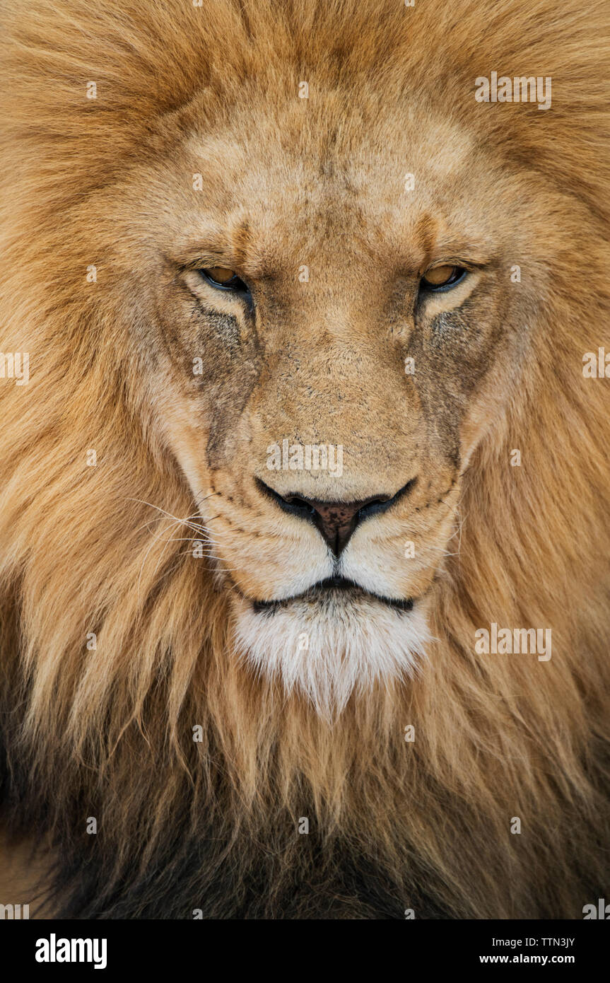 Close-up of lion majestueux Banque D'Images