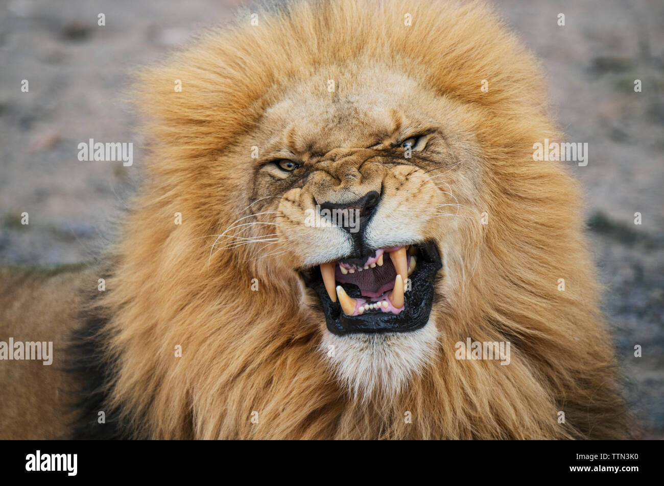 Close-up portrait of angry lion à national park Banque D'Images